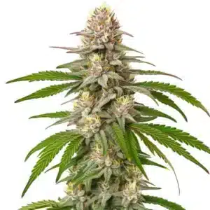 Pineapple Express: Hustý květ konopí s bohatou vrstvou trichomů a kompaktními palicemi.