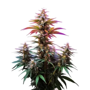 Pink Rozay x Gelato Auto: Samonakvétací rostlina konopí s fialově zbarvenými květy.