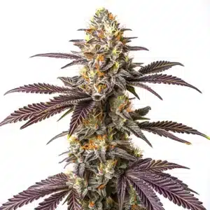 Purple Cookie Kush: Hustý květ konopí a bohatou vrstvou trichomů.