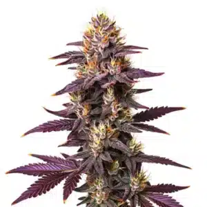Purple Lavender Kush: Hustý fialový s oranžovými pestíky a bohatými trichomy.