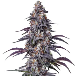 Purple Haze: Hustý květ konopí a bohatou vrstvou trichomů.