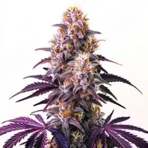 Purple Kush: Hustý fialový květ konopí s oranžovými pestíky a pryskyřicí.