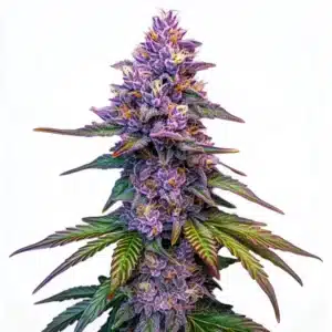 Purple Lemonade Auto samonakvétací rostlina konopí s fialovými květy, hustými palicemi a výraznou vrstvou trichomů.