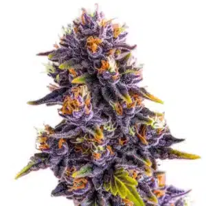 Purple Star Killer: Hustý fialový květ konopí a bohatými trichomy.
