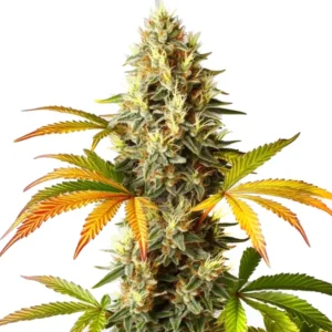 Red Super Skunk Auto: Samonakvétací květ konopí s hustými trichomy.