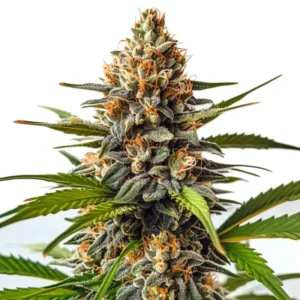 SFV OG x Honey Drop: Hustý květ konopí s bohatou vrstvou pryskyřice.
