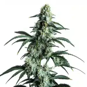 Sour Diesel rostlina konopí s protáhlou hlavní palicí, hustými květy a silnou vrstvou pryskyřice.