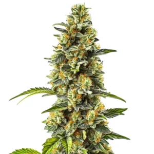 Strawberry Cough semena konopí s hustým pryskyřičným květem.