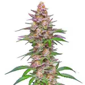 Strawberry Pie Auto: Samonakvétacího konopí s hustými pryskyřičnými palicemi.