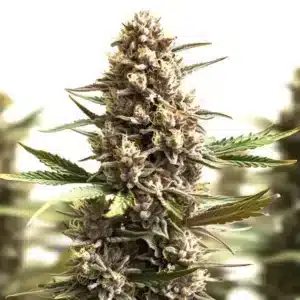 Sunset Sherbet Auto: květ samonakvétacího konopí s hustými pryskyřičnými palicemi.