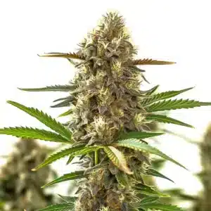 Super Purple Auto CBD (1:1), zralý květ samonakvétací CBD odrůdy s hustou pryskyřičnou palicí.