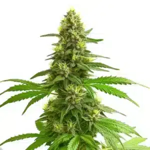 Super Lemon Haze rostlina konopí s dlouhou hlavní palicí, hustými pryskyřičnými květy a světle zelenými listy.