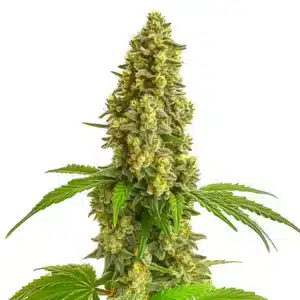 Super Lemon Haze Auto, zralý květ samonakvétacího konopí s hustou pryskyřičnou palicí.