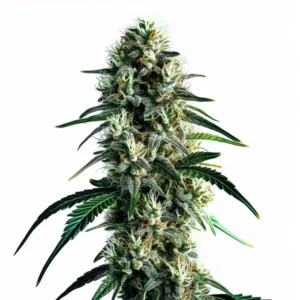 Super Silver Haze, zralý květ konopí s hustou pryskyřičnou palicí a bohatou vrstvou trichomů.