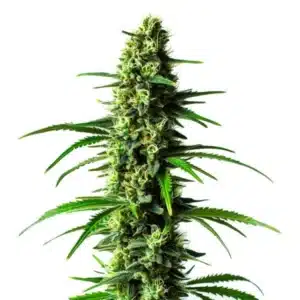 Super Skunk, zralý květ konopí s dlouhou pryskyřičnou palicí.