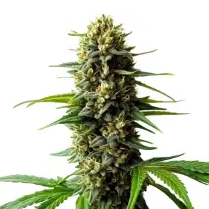 Super Skunk Auto, zralý květ samonakvétacího konopí s hustou pryskyřičnou palicí.