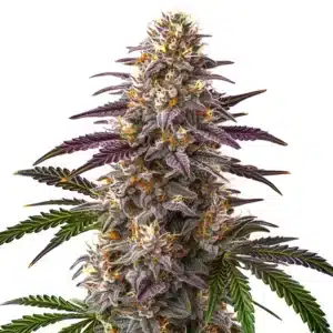 Sweet Cherry Kush, zralý květ konopí s hustou pryskyřičnou palicí.