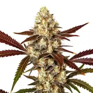 Watermelon Gelato Auto: Samonakvétací konopná rostlina s hustým pryskyřičným květem.