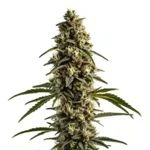 White OG Kush: Hybridní rostlina konopí s hustými pryskyřičnými květy.