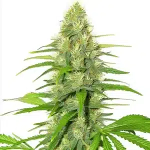 White Widow rostlina konopí s hustou hlavní palicí, bohatými trichomy a světle zelenými květy během kvetení.