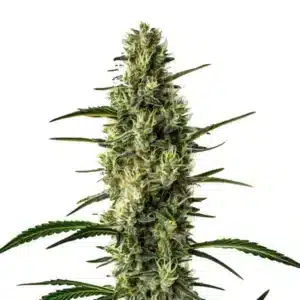 Wild Thai: kvetoucí sativa rostlina konopí s dlouhým pryskyřičným hlavním květem.