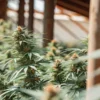 Acapulco Gold Auto v indoor pěstírně