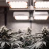 ACDC CBD pod LED osvětlením