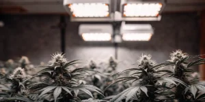 ACDC CBD pod LED osvětlením