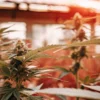 Acid Diesel v indoor fázi kvetení
