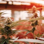 Acid Diesel v indoor fázi kvetení