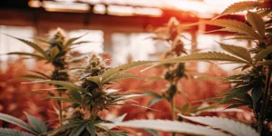 Acid Diesel v indoor fázi kvetení