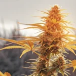 Afghan Hawaii se zlatým zbarvením při kvetení