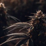 Afghan Kush během kvetení v tlumeném světle