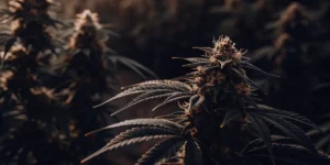 Afghan Kush během kvetení v tlumeném světle