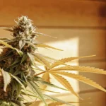 Afghan Kush v teplém světle interiéru