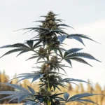 Afghan Kush rostoucí v horském prostředí