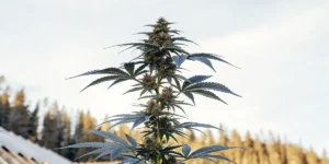 Afghan Kush rostoucí v horském prostředí