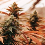 Afghan x Haze s podzimním zbarvením listů