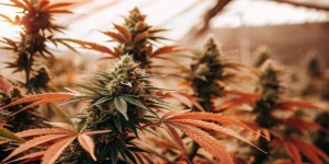Afghan x Haze s podzimním zbarvením listů
