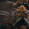 Amnesia Kush ve fázi kvetení