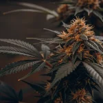 Amnesia Kush ve fázi kvetení