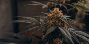 Amnesia Kush ve fázi kvetení