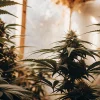 Amnesia x Kali Mist v interiéru