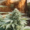 Hybridní konopí v plném květu