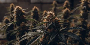 Konopí Alien Cookies v plné fázi kvetení