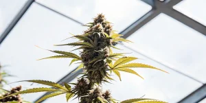 Amnesia Haze v květu ve skleníku