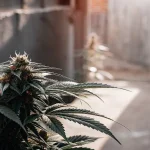 Amnesia Kush Auto v interiéru