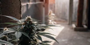 Amnesia Kush Auto v interiéru