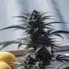 Amnesia Lemon ve fázi kvetení