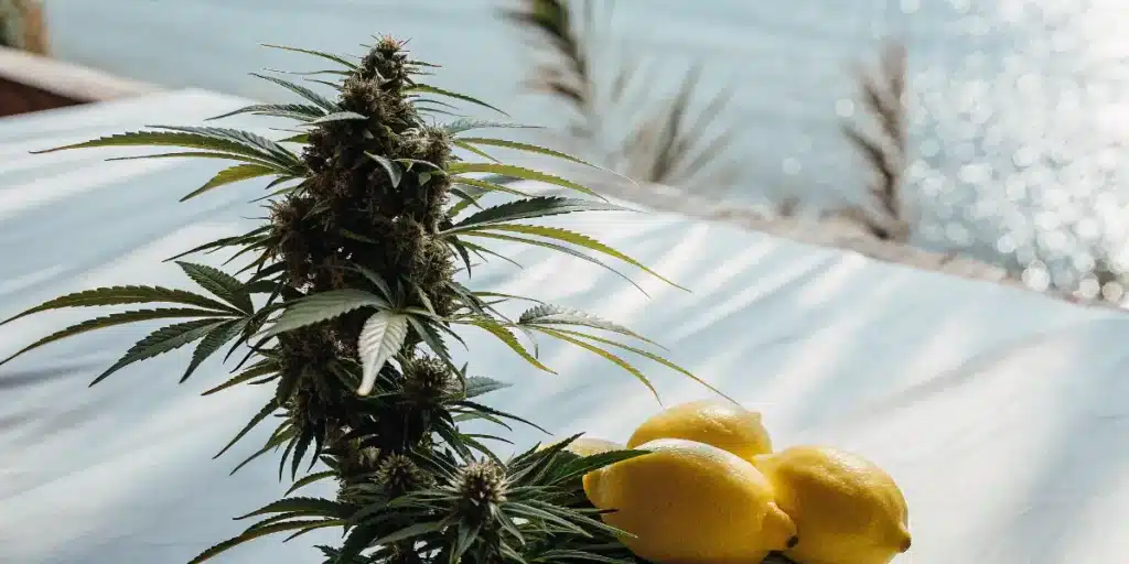 Amnesia Lemon a čerstvé citrony
